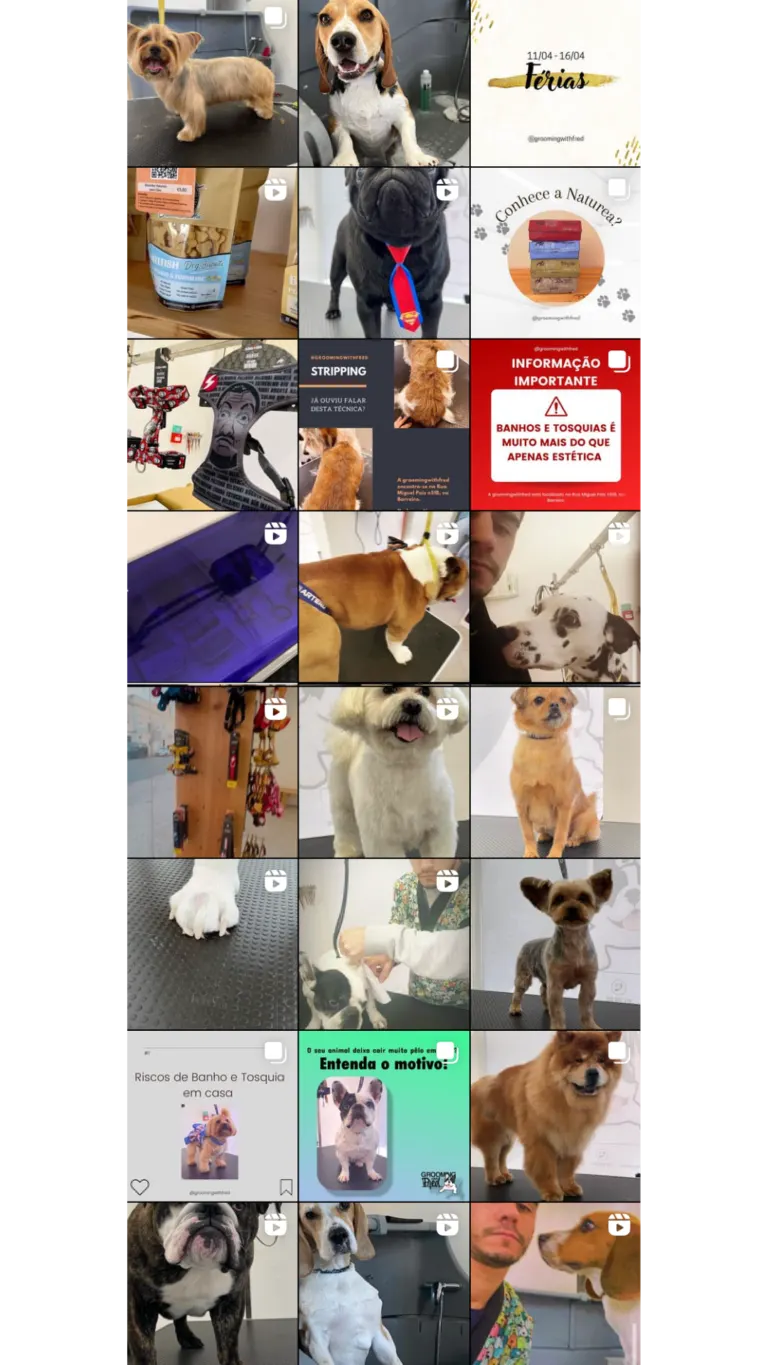 Coleção de fotos de vários cães diferentes em ambientes de pet shop e banheiros, incluindo dicas de cuidado e higiene...