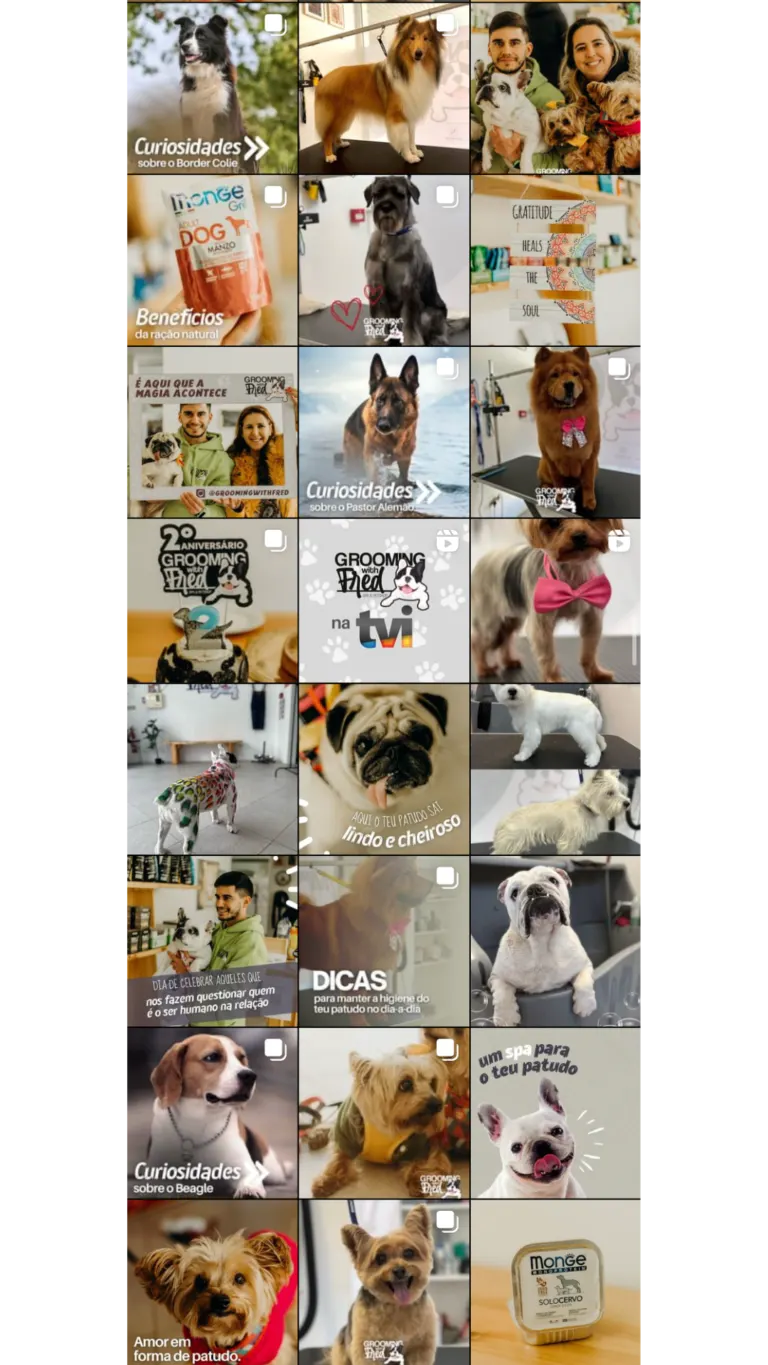 Coleção de fotos de cães e humanos com temas relacionados a cuidados, beleza e curiosidades dos cães.
