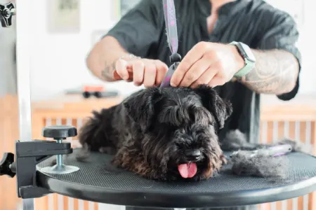 GroomingWithFred · trabalho da The Pear Marketing