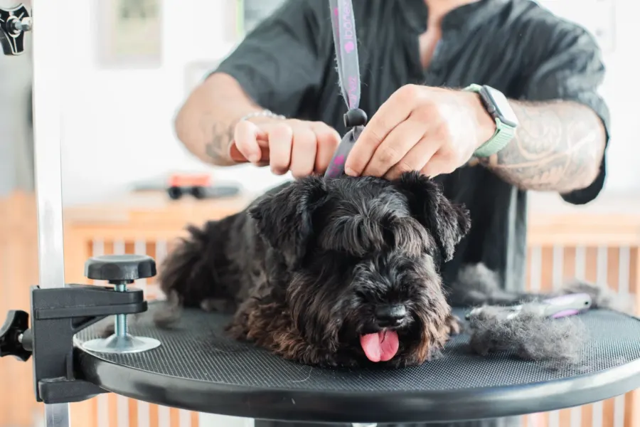 GroomingWithFred · trabalho da The Pear Marketing
