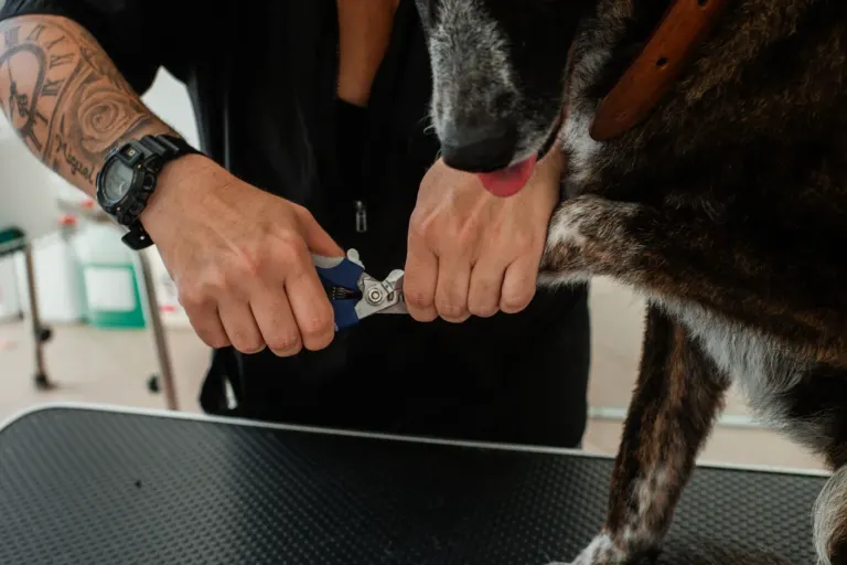 Pessoa cortando as unhas de um cachorro, com o cachorro apoiado em uma mesa de pet shop.