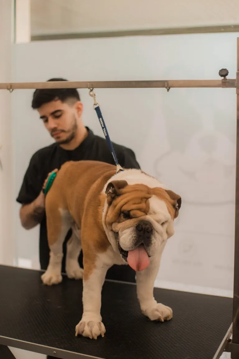 Um cachorro bulldog inglês marrom e branco está sendo examinado em uma mesa de barbearia ou clínica veterinária por um...