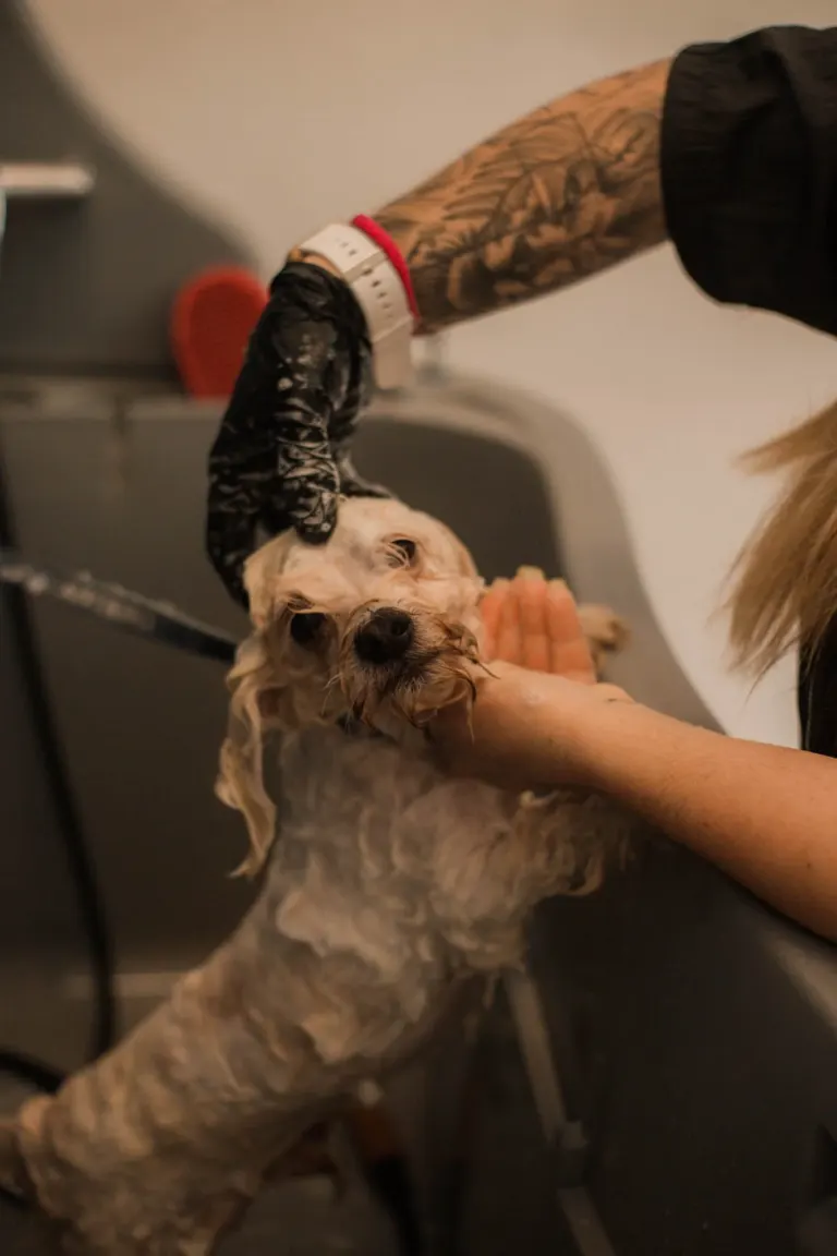 Pessoa cortando as unhas de um cachorro de pelos encaracolados na pet shop